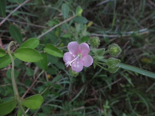 Image of Pavonia odorata by no rights reserved