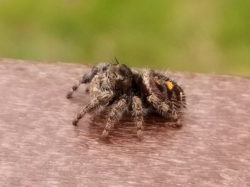 Bold Jumping Spider photographed in New Jersey
