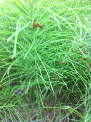 Equisetum