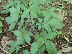 Agrimonia pilosa japonica