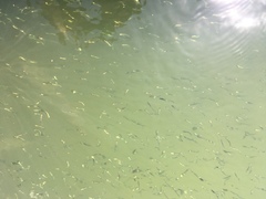 Atheriniformes