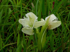 Pecteilis gigantea