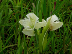 Pecteilis gigantea
