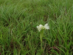 Pecteilis gigantea