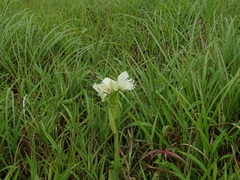 Pecteilis gigantea