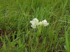 Pecteilis gigantea