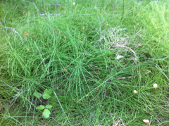 Equisetum