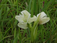 Pecteilis gigantea