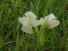 Pecteilis gigantea