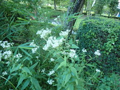 Eupatorium makinoi