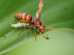 Rhynchium