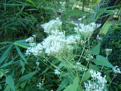 Eupatorium makinoi