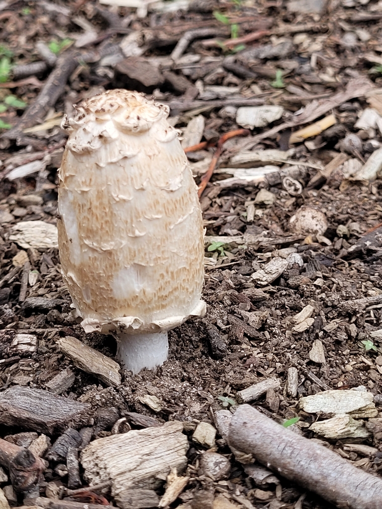 Coprinus comatus · April 2025 · photo: © maorinomad (iNaturalist, cc-by-nc)