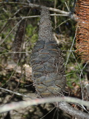 Banksia ericifolia