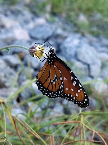 Queen butterfly
