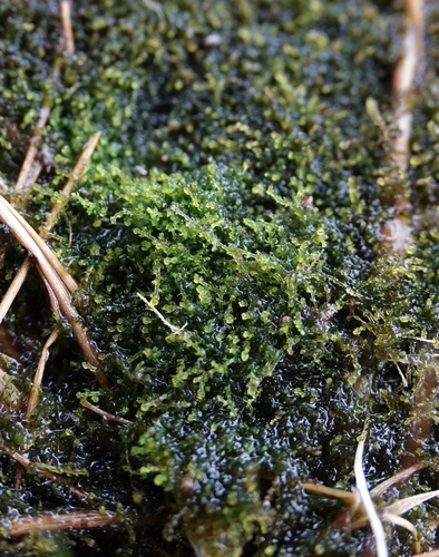 Cephaloziella nicholsonii