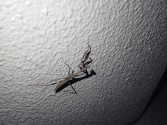 Statilia maculata maculata