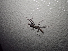 Statilia maculata maculata