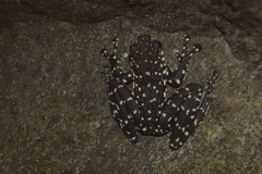 Staurois latopalmatus