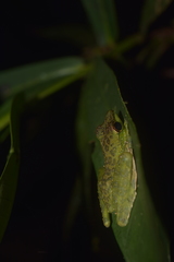 Staurois tuberilinguis