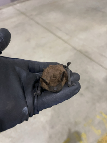 Big Brown Bat photographed in South Dakota