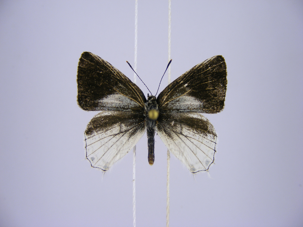Cupidesthes