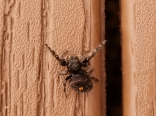 Bold Jumping Spider photographed in New Jersey