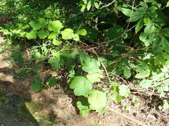 Vitis ficifolia