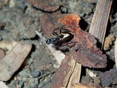 Dolichoderus clarki