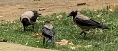 Corvus cornix
