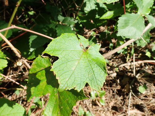 Image of Vitis coignetiae by (c) Yoshihiro Tokue, some rights reserved (CC BY)