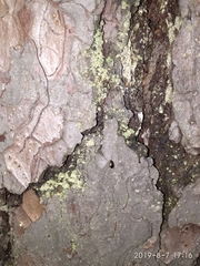 Ectobius lapponicus