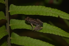 Leptobrachella