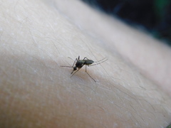 Aedes