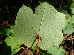 Vitis ficifolia