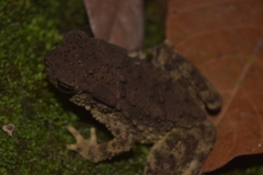 Phrynoidis juxtasper