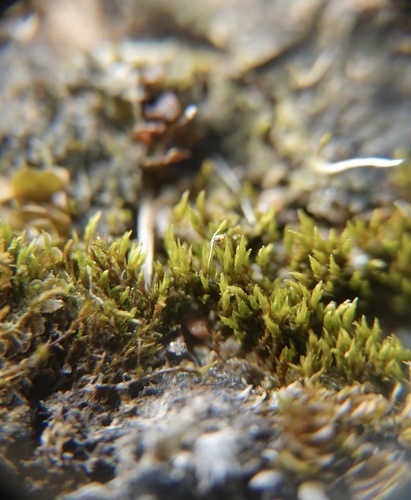 Cornish Path-moss