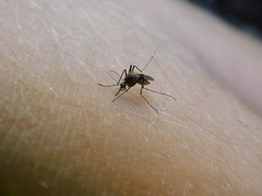 Aedes