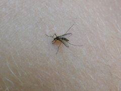 Aedes