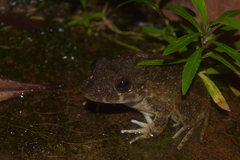 Limnonectes ibanorum