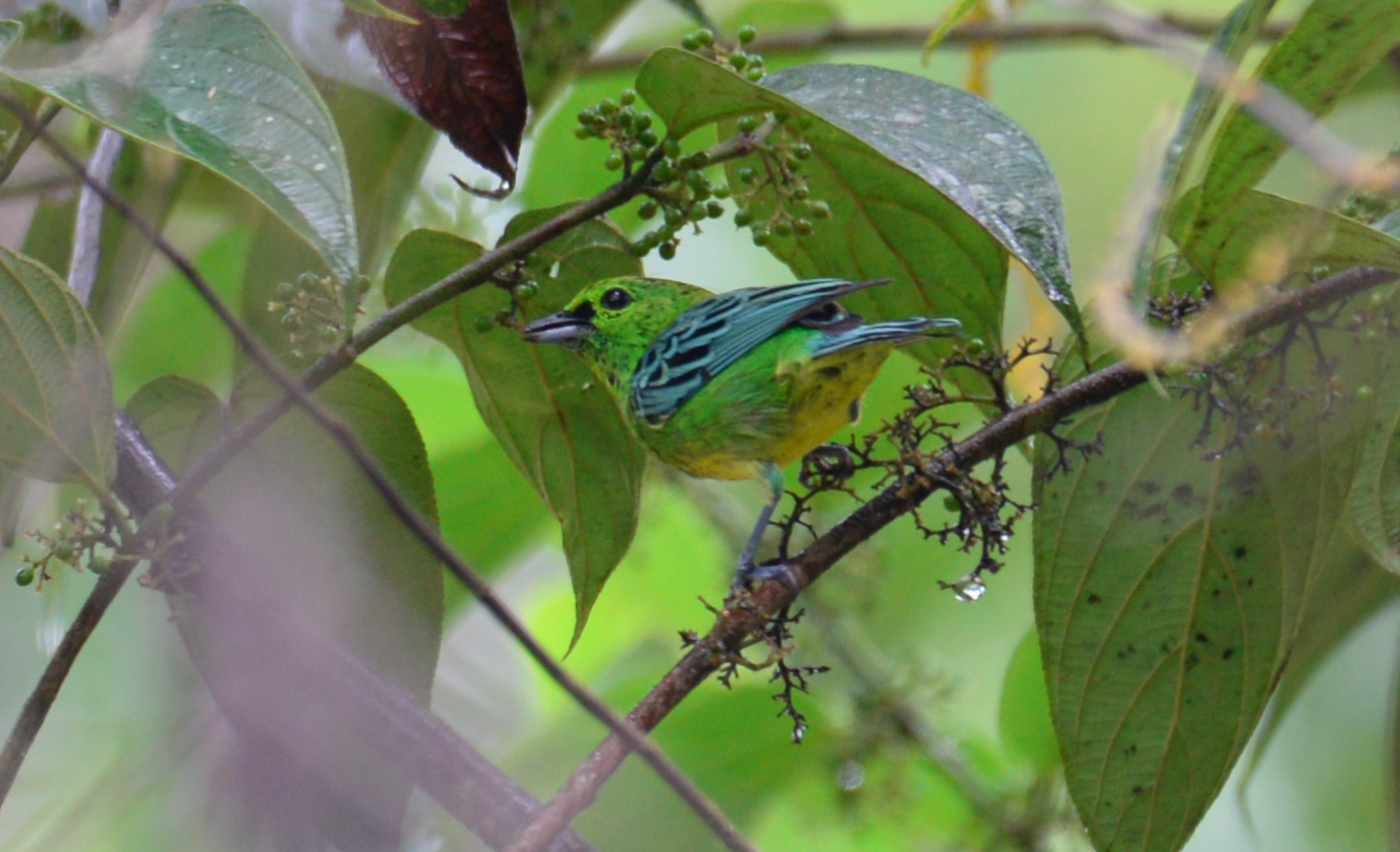Yellow-bellied Tanager illustration
