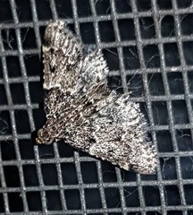 Sufetula hemiophthalma