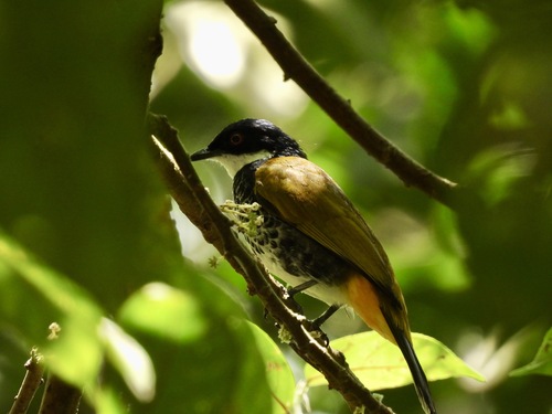 Scaly-breasted Bulbul (Rubigula squamata), photo 5