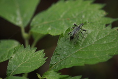 Phyllobius picipes