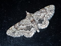 Gymnoscelis lophopus