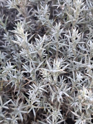 Image of Anarthrophyllum desideratum by (c) Cecilia Briceño, some rights reserved (CC BY-SA)