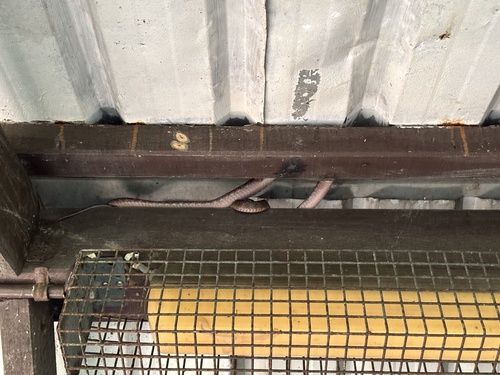 Brown Tree Snake sighting