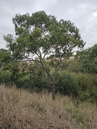 Image of Acacia implexa by (c) Michael McBain, some rights reserved (CC BY)