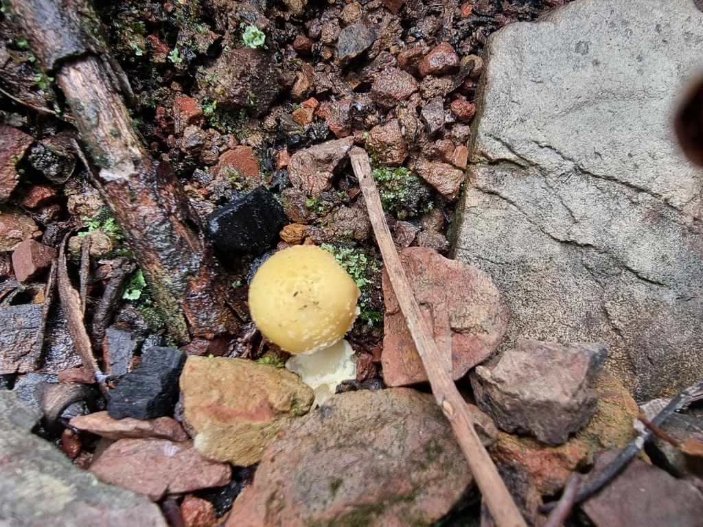 McAlpin's Yellow Beauty Amanita