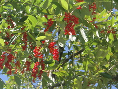 Citharexylum myrianthum